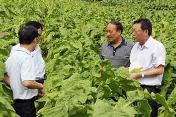 某烟草公司运用六西格玛方法提高烟丝抗破碎性能案例分析 某烟草公司运用六西格玛方法提高烟丝抗破碎性能案例分析